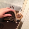 3ヶ月のティディモルモットです。 サムネイル5