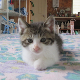 人馴れした子猫です