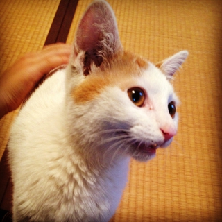 寂しがりやです