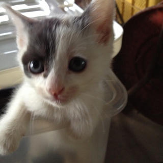 生後2カ月齢の子猫二匹の里親を探しています