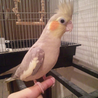 オカメインコとコザクラインコ