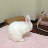里親募集 サムネイル2