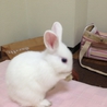 里親募集 サムネイル3