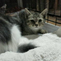 保健所へ送られかけた子猫です。