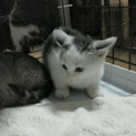 保健所へ送られかけた子猫です。