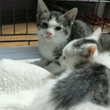 保健所行きから保護した子猫です。