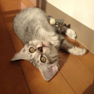 ふわふわ子猫ちゃん