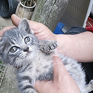 仔猫の里親様募集しています