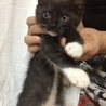 黒白ソックスちゃんの里親募集 サムネイル2