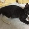 黒白ソックスちゃんの里親募集 サムネイル3