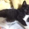 黒白ソックスちゃんの里親募集 サムネイル4