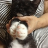 黒白ソックスちゃんの里親募集 サムネイル5
