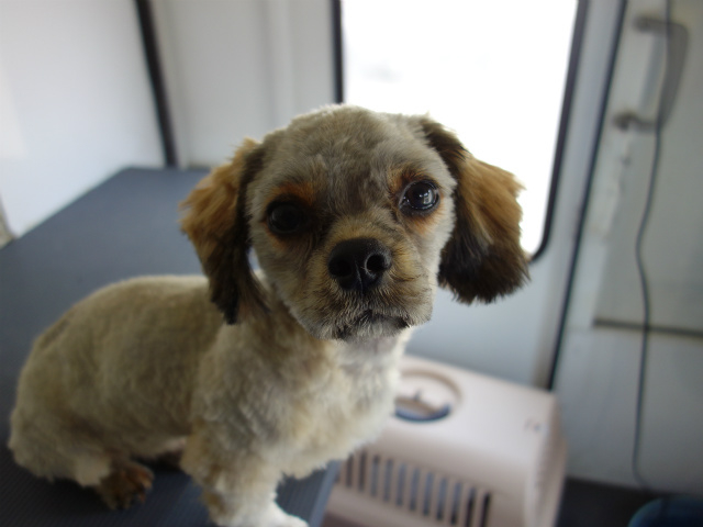 サマーカットのりくくん 香川県 犬の里親募集 ペットのおうち 月間利用者150万人