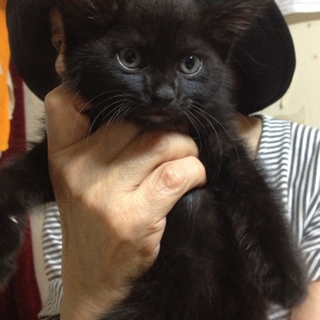 黒猫デビ様の里親募集