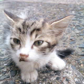 検査まちです。白血病持ちかもしれません