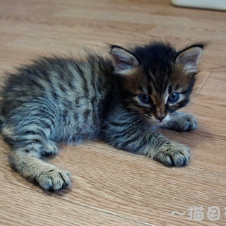 ちょっと長毛かも？キジトラ子猫の里親募集中