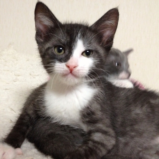 ブラックスモーク×白の子猫