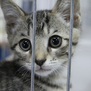 甘えん坊なキジトラ子猫