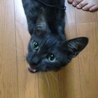 至急！里親を探しています！