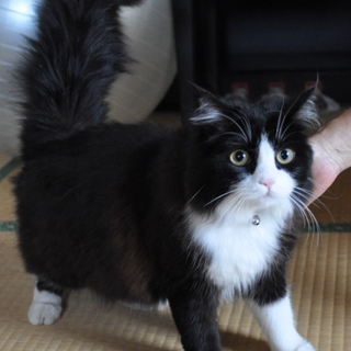 人なつこいマチカン雄