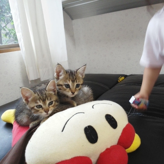 可愛い子猫です！
