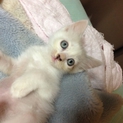 クールで美猫な甘えん坊の女の子です♪