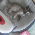 子猫の里親募集