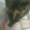子猫の里親募集 サムネイル3