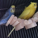 セキセイインコ二羽の里親募集。