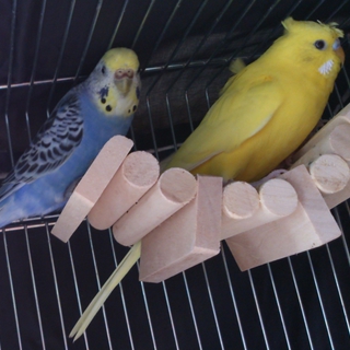 セキセイインコ二羽の里親募集。