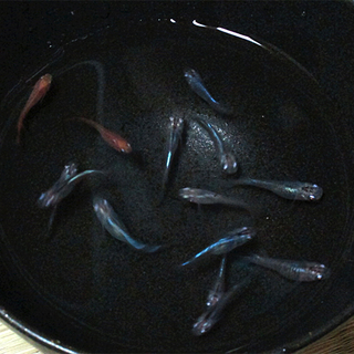 多数の応募ありがとうございました