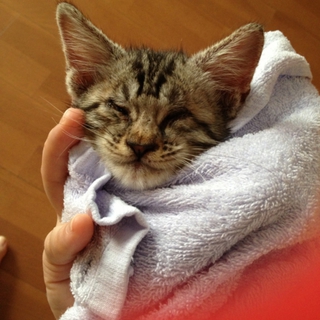 オス子猫 人懐こく甘えん坊さんです⭐