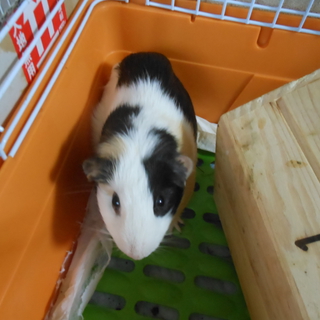 （再）モルモット好きな飼い主さん　募集