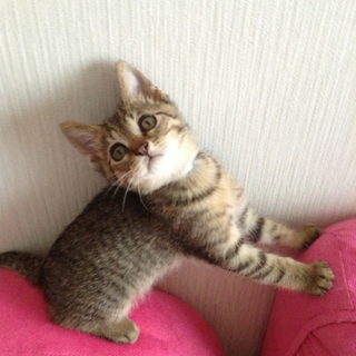 子猫4匹保護しています。