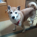 老犬ですが、おとなしいほうだとおもいます。