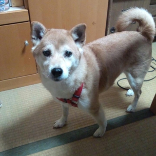 老犬ですが、おとなしいほうだとおもいます。