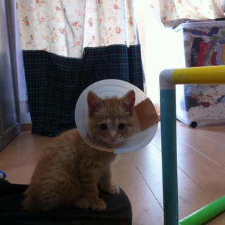 生後一ヶ月程度の捨て猫で背