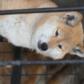 人気の柴犬の女の子です。元気ですよ。