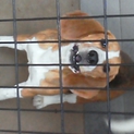 元気なビーグル犬です。里親さん募集してます。