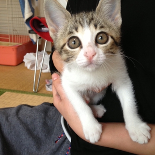 里親になっていただける方を探しています。