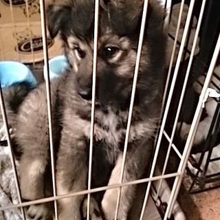 中型犬サイズになる仔犬里親募集