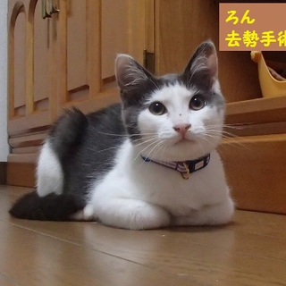 おっとり４カ月、里親募集中。