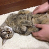 大事に家族として迎えてくださる方！お願いします！ サムネイル3