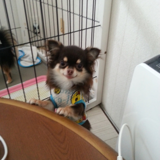 超極小チワワ２歳１．３㎏