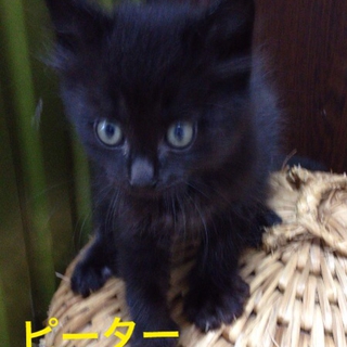 やや長毛の黒猫♂