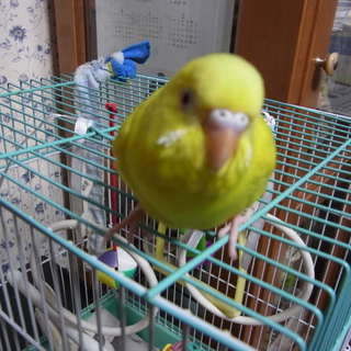 セキセイインコ（ルチノー）の里親募集中