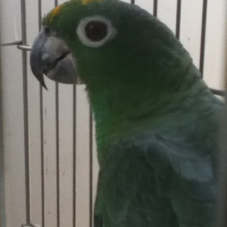 ムジボウシインコ（♀）