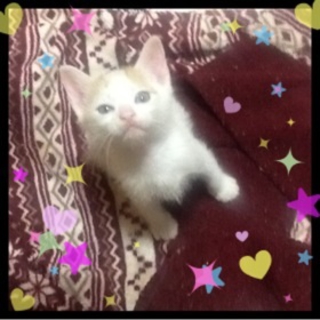 里親様にお届けしました。ありがとうございました