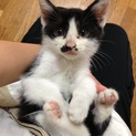 急募！子猫の里親さん