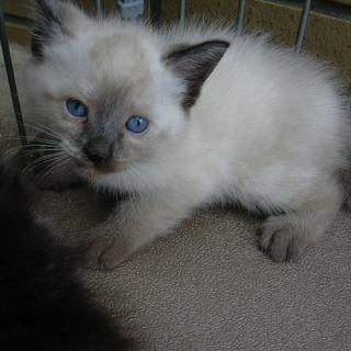 やんちゃな子猫